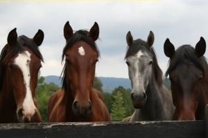 与掘金新队友约基奇有没有沟通过？瓦兰：有 我们聊了马！